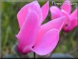 pink cyclamen pictures