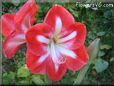 white red amaryllis flower picture