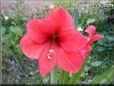 red amaryllis flower picture