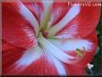 white red amaryllis flower picture