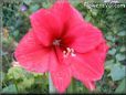 red amaryllis flower picture