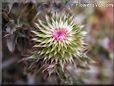 musk thistle plant