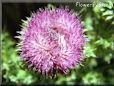 musk thistle plant flower picture
