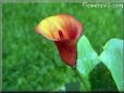 cala lily flower pictures