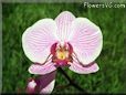 orchid photo