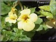 mimulus flower picture