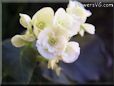 white begonia picture