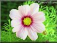 cosmos plant picture
