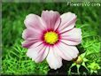 cosmos flower picture