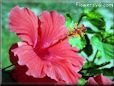 hawaiian hibiscus