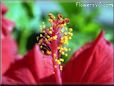 flower hibiscus