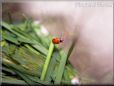 lady bug image