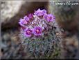 small cactus flower pictures