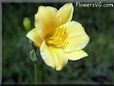 daylily flower picture