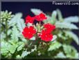 verbena flower pictures