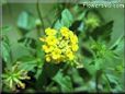 yellow lantana flower