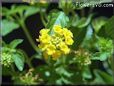 yellow lantana shrub