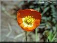 flower poppy picture