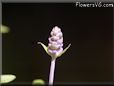 farinacea flower picture