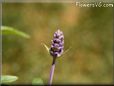 farinacea flower picture
