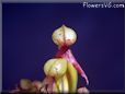 flower carnivorous