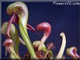 carnivorous flower picture