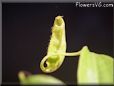tropical pitcher plant picture