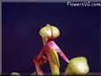 carnivorous flower photo