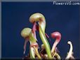 carnivorous flower pictures