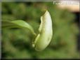 tropical pitcher plant picture