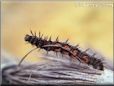 caterpillar picture
