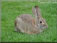 bunny rabbit picture