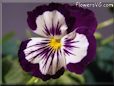 purple pansy picture