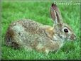 bunny rabbit pet picture