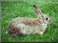 rabbit picture