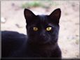 black cat picture