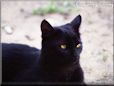 black cat picture