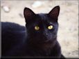 black cat wallpaper