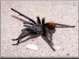 pet tarantula