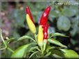 ornimental pepper flower picture