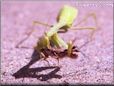 feeding praying mantis