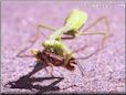 what do praying mantis eat Eating Grasshopper