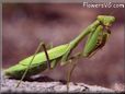 praying mantis pic
