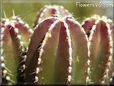 mexican cactus photo