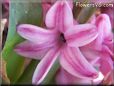pink snow hyacinth flower