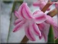 pink winter hyacinth flower