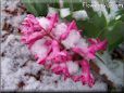 snow hyacinth flower