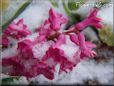 winter hyacinth flower
