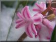 pink winter hyacinth hyacinth flower