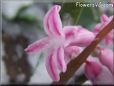 snow pink hyacinth flower